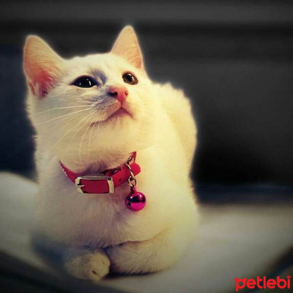 Ankara Kedisi, Kedi  SÜTLAÇ fotoğrafı