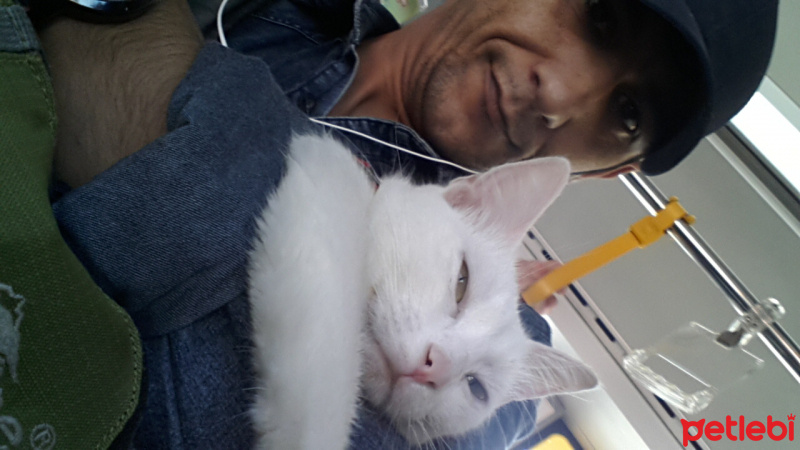 Ankara Kedisi, Kedi  SÜTLAÇ fotoğrafı