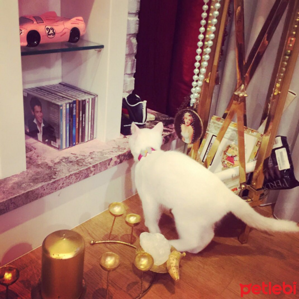 Ankara Kedisi, Kedi  SÜTLAÇ fotoğrafı