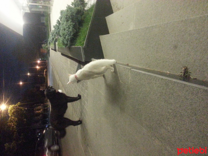 Ankara Kedisi, Kedi  SÜTLAÇ fotoğrafı