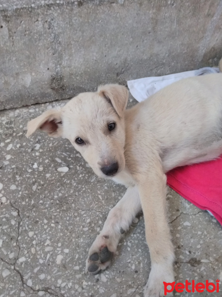 Sokö (Sokak Köpeği), Köpek  Ares fotoğrafı