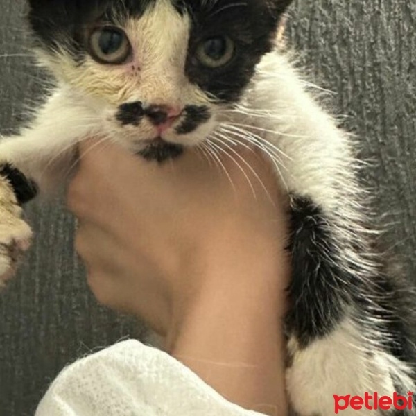 Tuxedo (Smokin) Kedi, Kedi  Zeytin fotoğrafı
