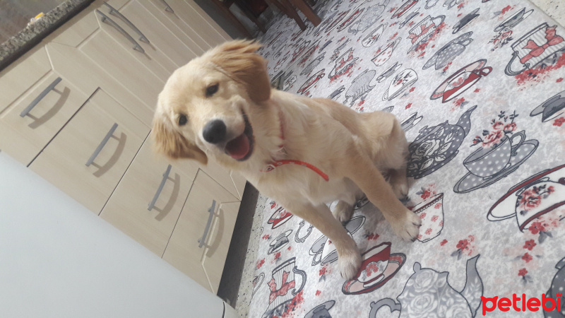 Golden Retriever, Köpek  Tarçin fotoğrafı
