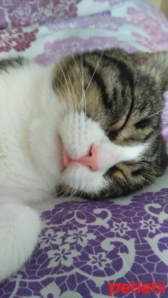 Tekir Kedi, Kedi  Mia fotoğrafı