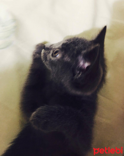 Mavi Rus, Kedi  alpagu fotoğrafı