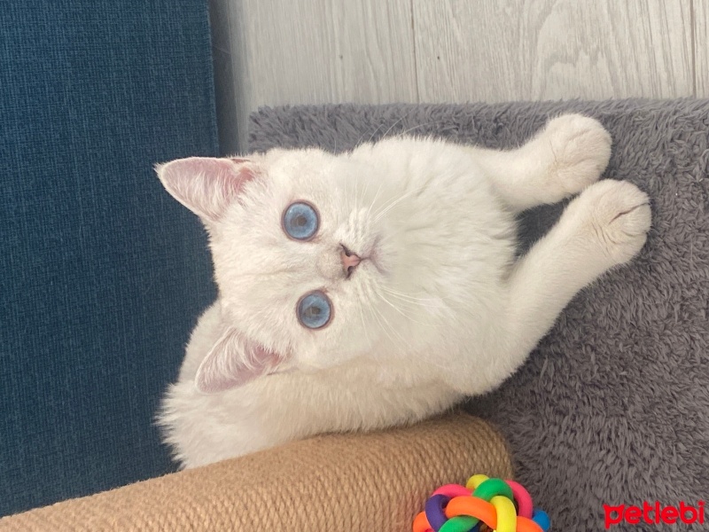 British Shorthair, Kedi  Bulut fotoğrafı