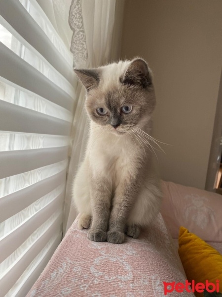 British Shorthair, Kedi  VENÜS fotoğrafı