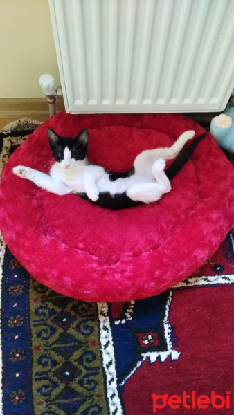 Tuxedo (Smokin) Kedi, Kedi  Papyon fotoğrafı