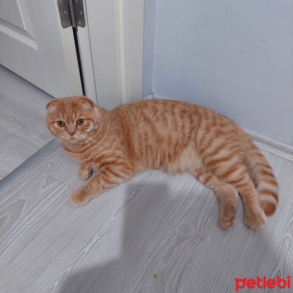 Scottish Fold, Kedi  pamuk fotoğrafı