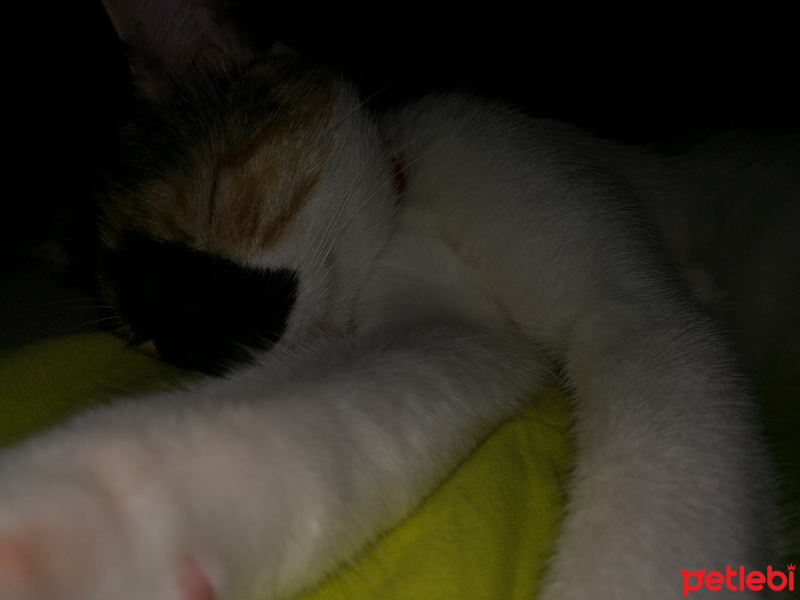 Soke, Kedi  Minnak fotoğrafı