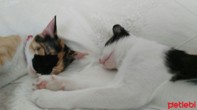 Soke, Kedi  Minnak fotoğrafı