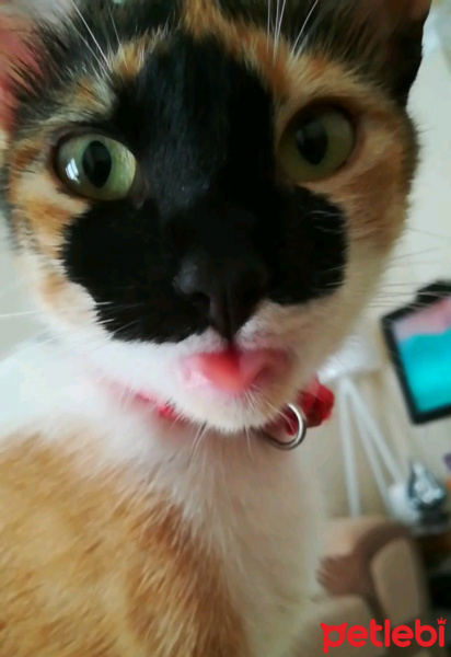 Soke, Kedi  Minnak fotoğrafı