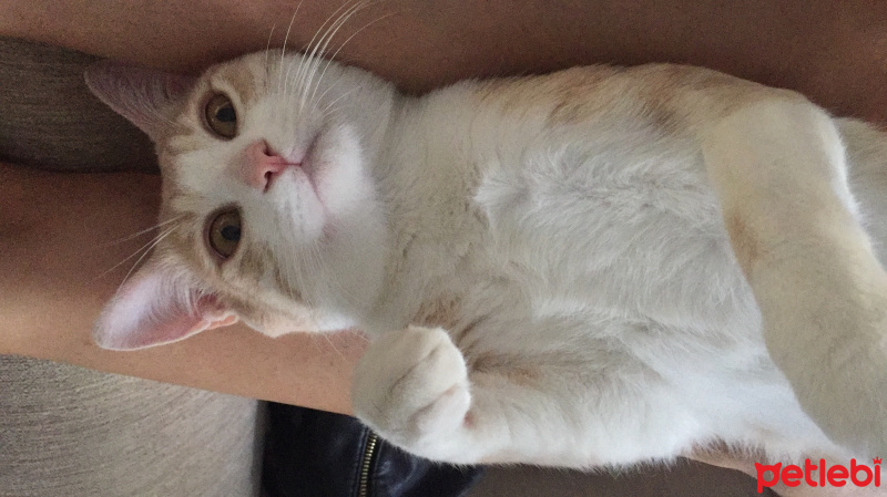 Tekir Kedi, Kedi  Porti fotoğrafı