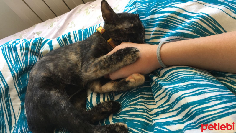 Tekir Kedi, Kedi  Potrtakal fotoğrafı