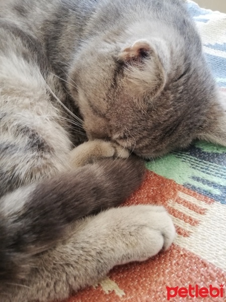 British Shorthair, Kedi  bulut fotoğrafı