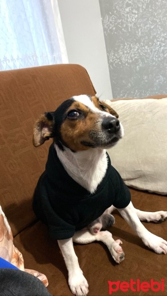 Jack Russell Terrier, Köpek  Taco fotoğrafı