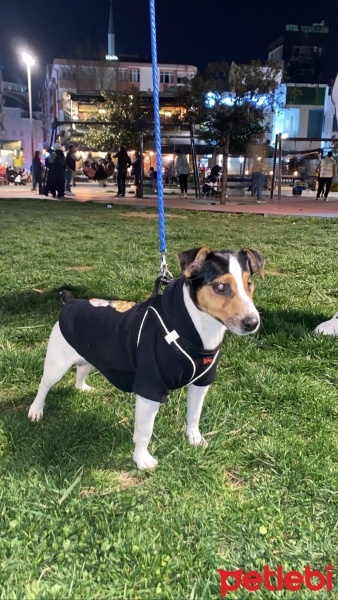 Jack Russell Terrier, Köpek  Taco fotoğrafı