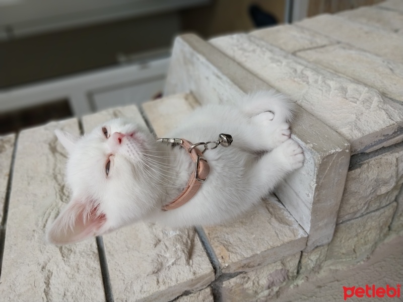 British Shorthair, Kedi  Pamuk fotoğrafı