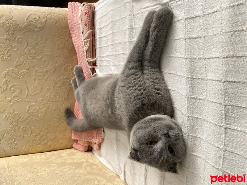 Scottish Fold, Kedi  Mia fotoğrafı