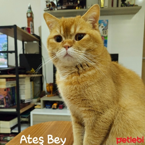 British Shorthair, Kedi  Ateş fotoğrafı