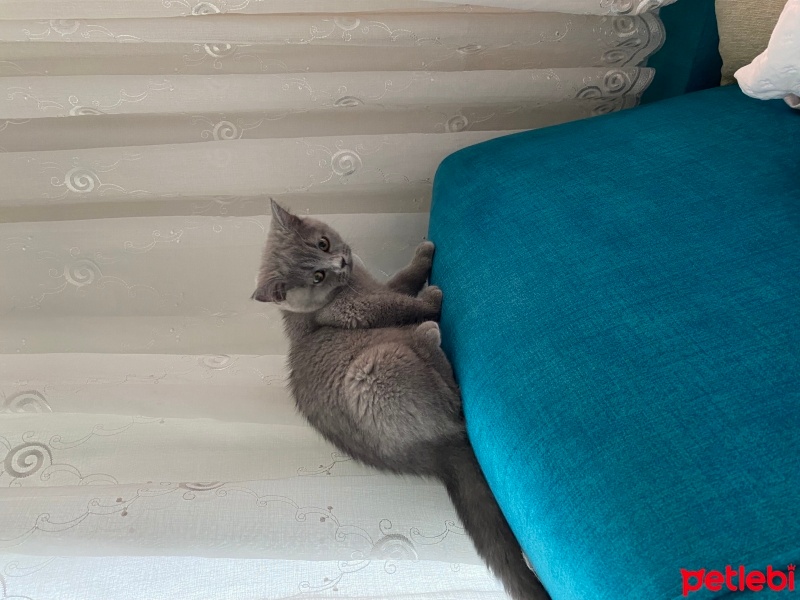 British Shorthair, Kedi  Boncuk fotoğrafı