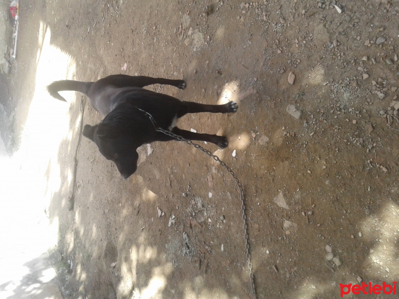 Labrador Retriever, Köpek  Kahraman fotoğrafı