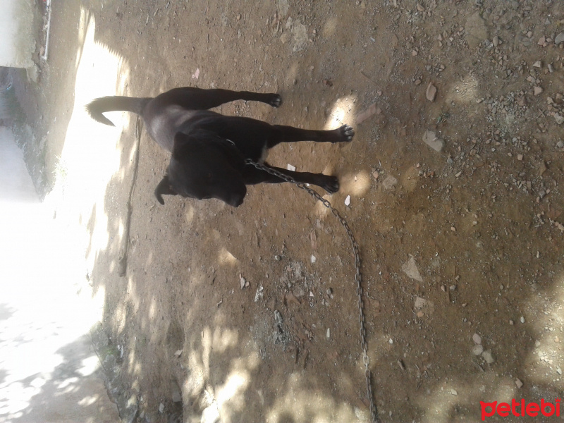Labrador Retriever, Köpek  Kahraman fotoğrafı