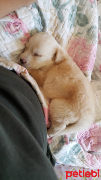Golden Retriever, Köpek  Arya fotoğrafı