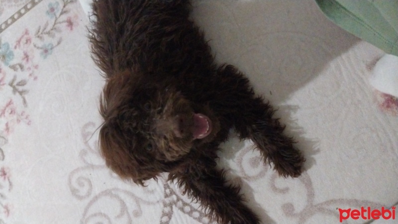 Poodle(Standart Kaniş), Köpek  Leo fotoğrafı