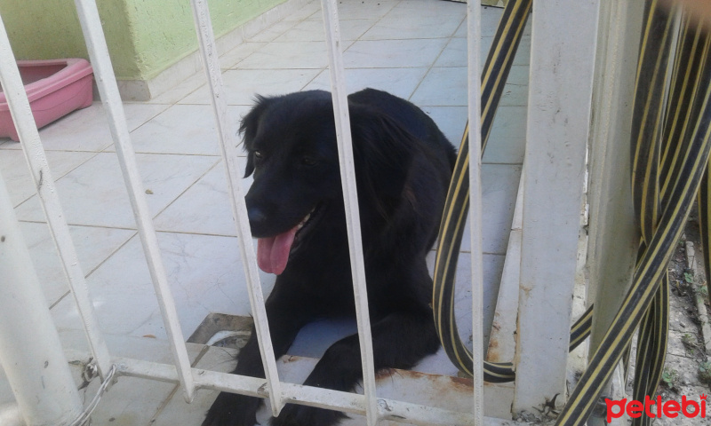 Russian Spaniel, Köpek  Eva fotoğrafı