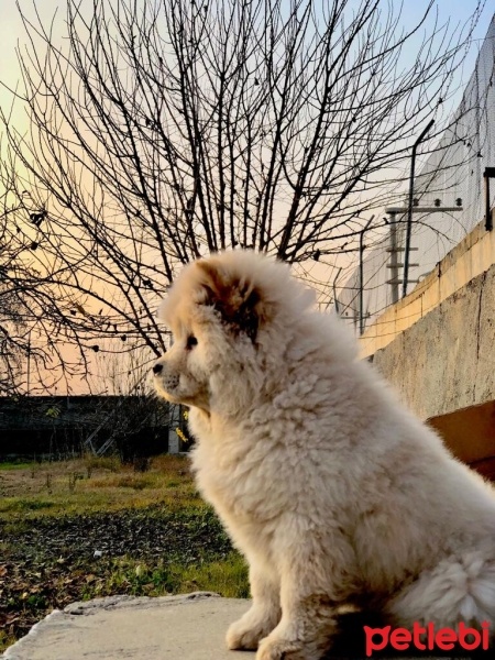 Chow Chow (çin Aslanı), Köpek  Şila fotoğrafı