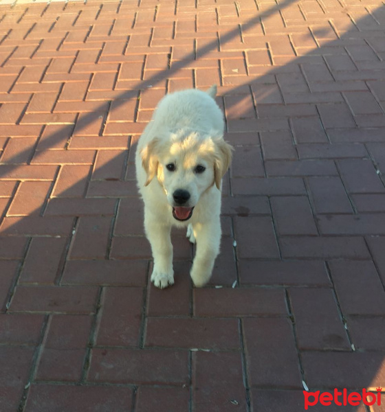 Golden Retriever, Köpek  Suzi fotoğrafı