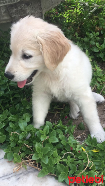 Golden Retriever, Köpek  Suzi fotoğrafı