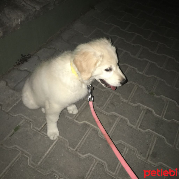 Golden Retriever, Köpek  Suzi fotoğrafı