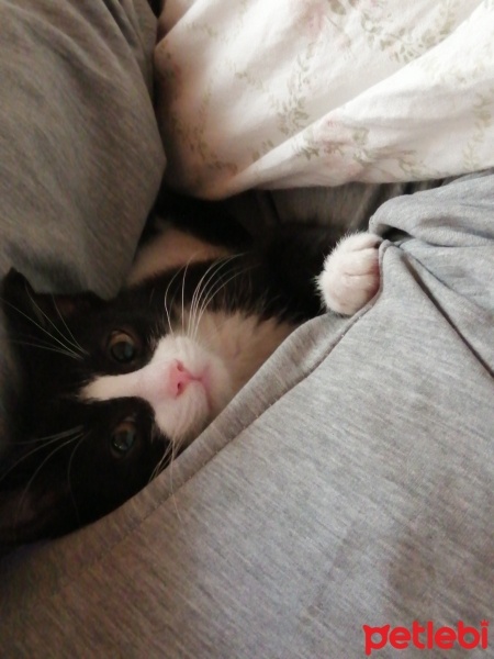 Tekir Kedi, Kedi  boncuk fotoğrafı