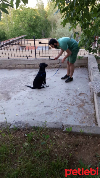 Labrador Retriever, Köpek  Sofi fotoğrafı