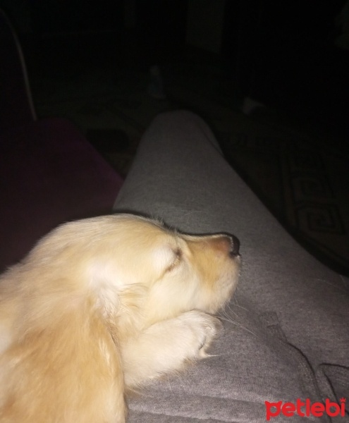 Golden Retriever, Köpek  Rozi fotoğrafı