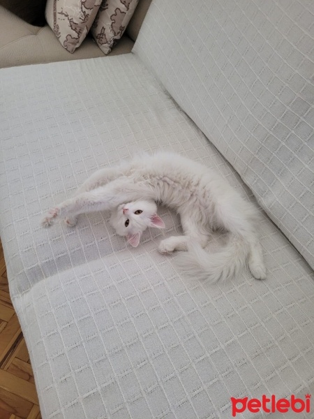 Chinchilla, Kedi  Luna fotoğrafı