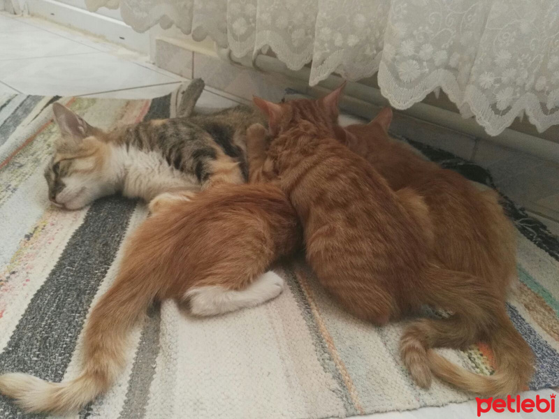 Tekir Kedi, Kedi  Sarman fotoğrafı