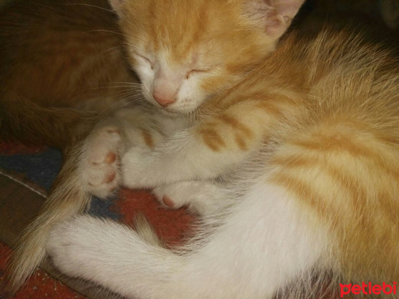 Tekir Kedi, Kedi  Sarman fotoğrafı