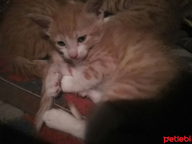 Tekir Kedi, Kedi  Sarman fotoğrafı