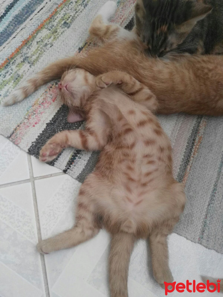 Tekir Kedi, Kedi  Sarman fotoğrafı