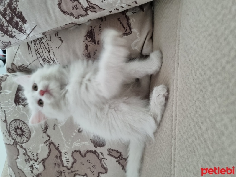 Chinchilla, Kedi  Luna fotoğrafı