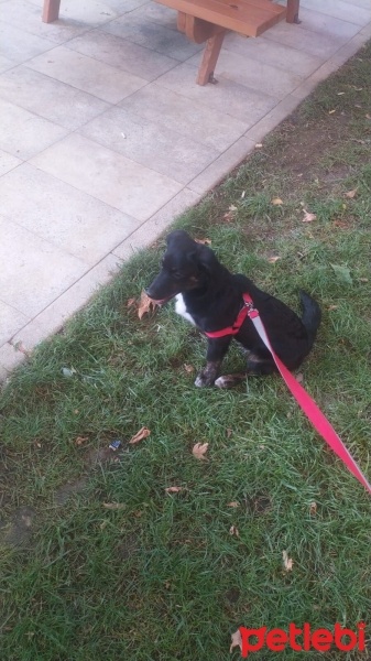 Jack Russell Terrier, Köpek  Lüpen fotoğrafı