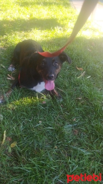 Jack Russell Terrier, Köpek  Lüpen fotoğrafı