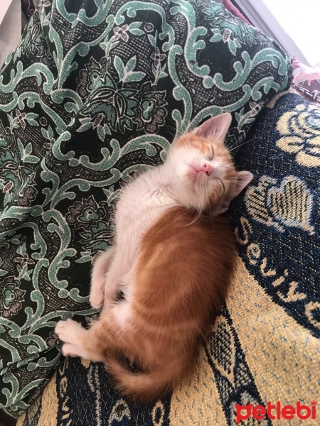 Sarman, Kedi  Üzüm fotoğrafı