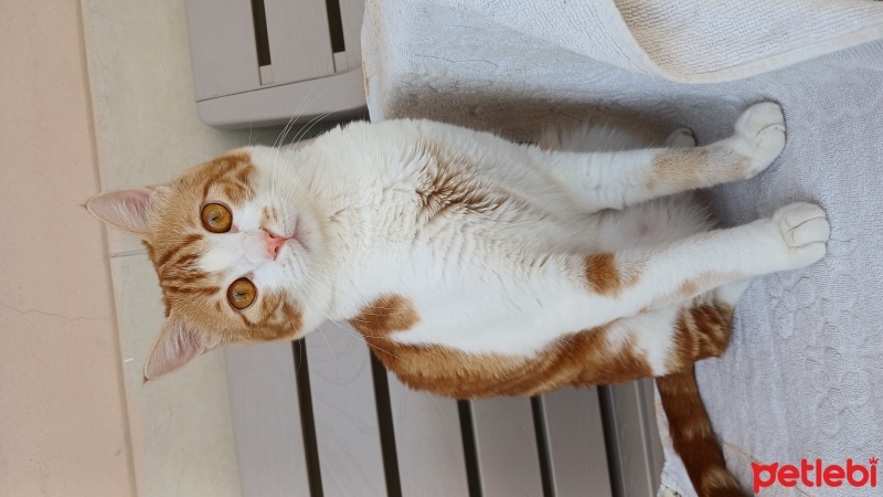 Sarman, Kedi  Üzüm fotoğrafı
