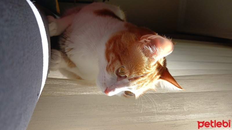 Sarman, Kedi  Üzüm fotoğrafı