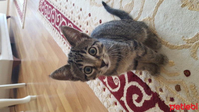 Tekir Kedi, Kedi  5 tane 2.5 aylık yavrular fotoğrafı