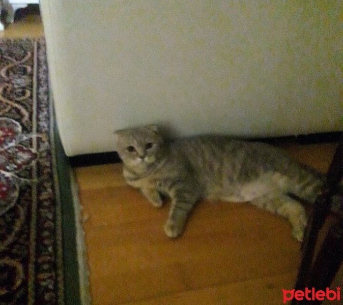 Scottish Fold, Kedi  Balim fotoğrafı